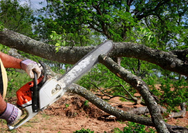 Best Tree Removal Service  in Wilderness Rim, WA